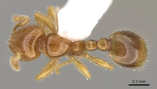 Solenopsis laeviceps specimen CASENT0914174 image casent0914174_1