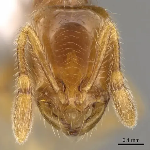 Solenopsis laeviceps specimen CASENT0914174 image casent0914174_2