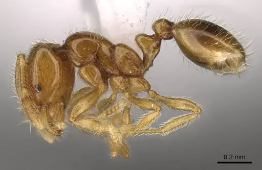Solenopsis laeviceps specimen CASENT0914174 image casent0914174_3