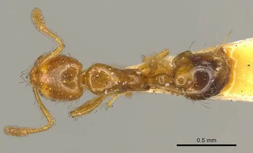 Solenopsis laeviceps specimen CASENT0916025 image casent0916025_1