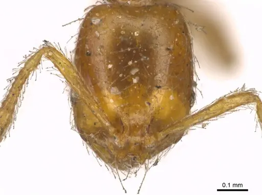 Solenopsis laeviceps specimen CASENT0916025 image casent0916025_2
