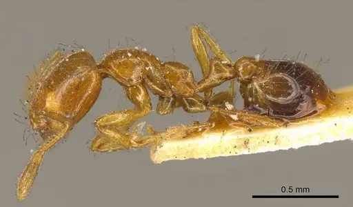 Solenopsis laeviceps specimen CASENT0916025 image casent0916025_3