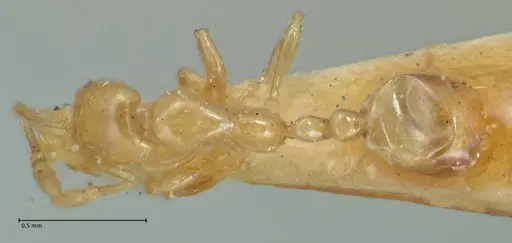 Solenopsis laeviceps specimen FOCOL1888 image focol1888_1