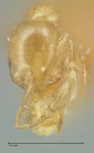 Solenopsis laeviceps specimen FOCOL1888 image focol1888_2