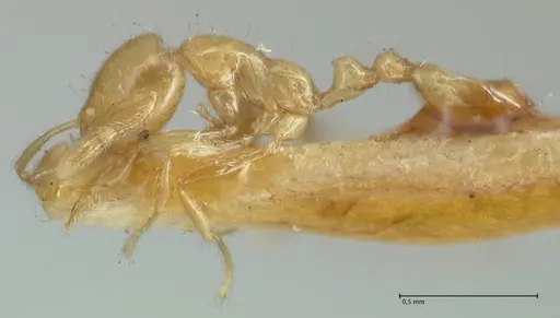 Solenopsis laeviceps specimen FOCOL1888 image focol1888_3