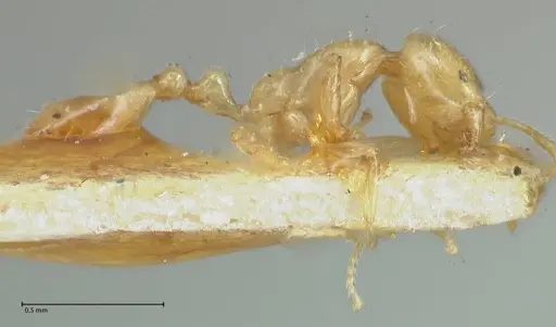Solenopsis laeviceps specimen FOCOL1888 image focol1888_4