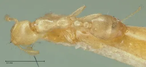 Solenopsis laeviceps specimen FOCOL1889 image focol1889_1