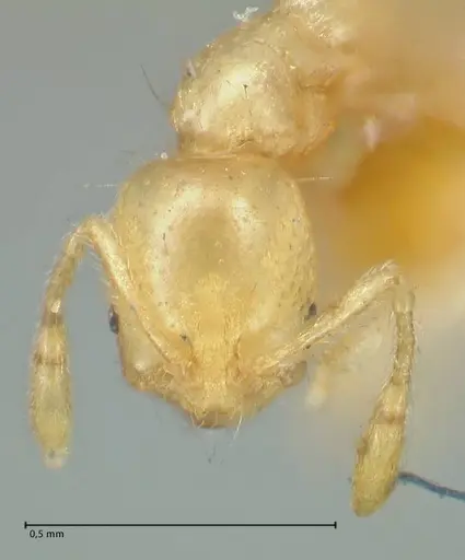 Solenopsis laeviceps specimen FOCOL1889 image focol1889_2