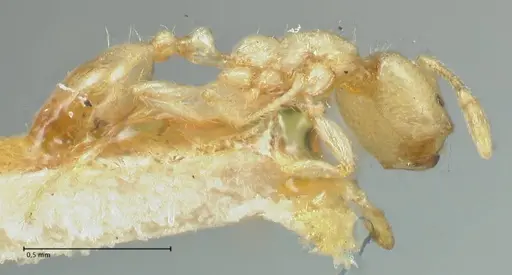 Solenopsis laeviceps specimen FOCOL1889 image focol1889_4