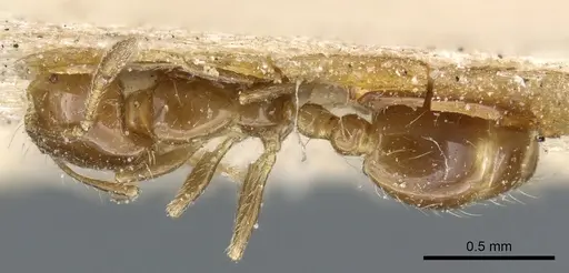 Solenopsis latastei specimen CASENT0904631 image casent0904631_1