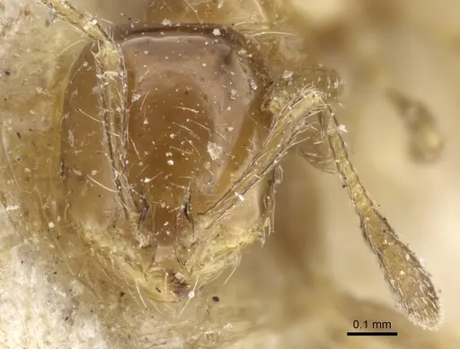 Solenopsis latastei specimen CASENT0904631 image casent0904631_2