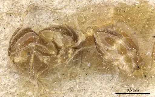 Solenopsis latastei specimen CASENT0904631 image casent0904631_3