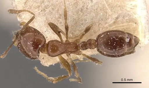 Solenopsis latastei specimen CASENT0908838 image casent0908838_1