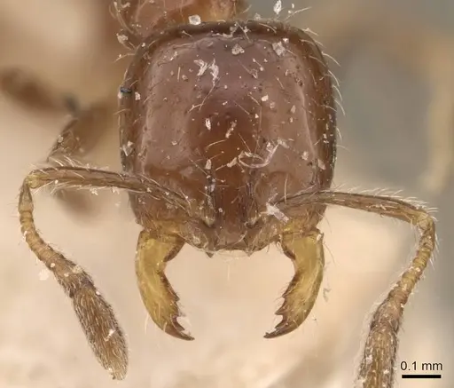 Solenopsis latastei specimen CASENT0908838 image casent0908838_2