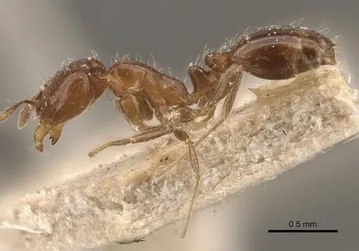 Solenopsis latastei specimen CASENT0908838 image casent0908838_3