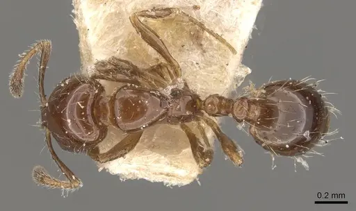 Solenopsis latastei specimen CASENT0908839 image casent0908839_1