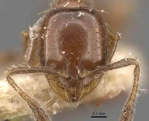 Solenopsis latastei specimen CASENT0908839 image casent0908839_2