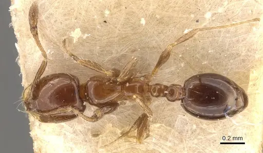 Solenopsis latastei specimen CASENT0908853 image casent0908853_1