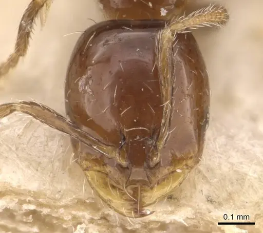 Solenopsis latastei specimen CASENT0908853 image casent0908853_2
