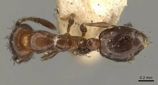 Solenopsis latastei specimen CASENT0914175 image casent0914175_1