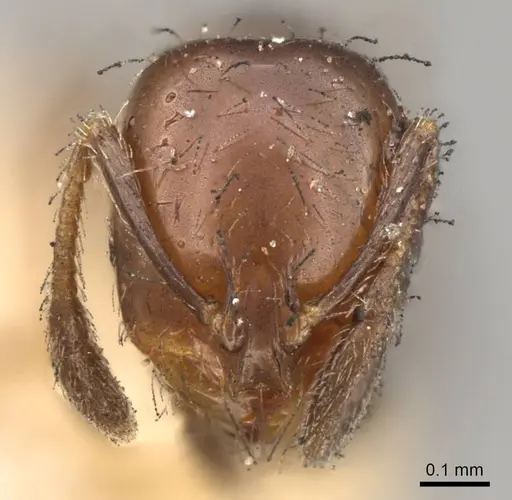 Solenopsis latastei specimen CASENT0914175 image casent0914175_2