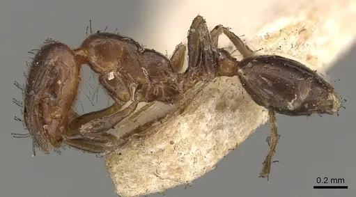 Solenopsis latastei specimen CASENT0914175 image casent0914175_3