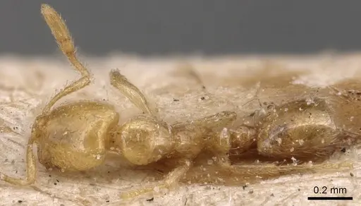 Solenopsis latro specimen CASENT0904642 image casent0904642_1