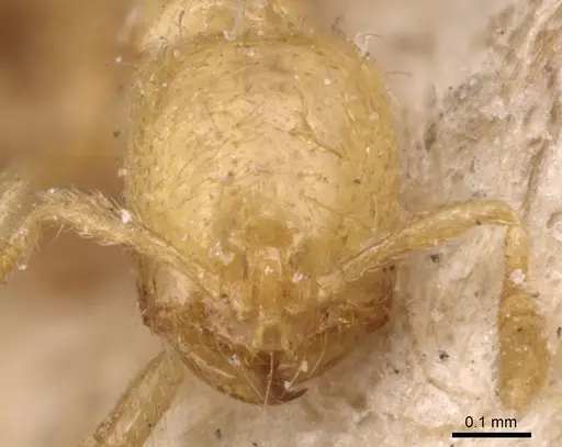 Solenopsis latro specimen CASENT0904642 image casent0904642_2