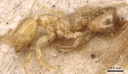 Solenopsis latro specimen CASENT0904642 image casent0904642_3