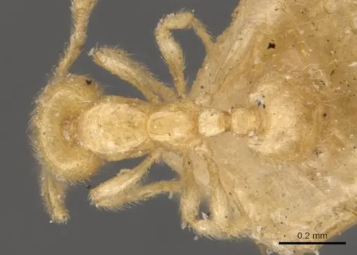 Solenopsis latro specimen CASENT0908862 image casent0908862_1
