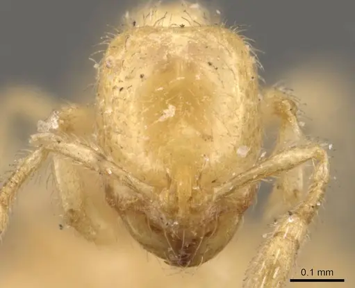 Solenopsis latro specimen CASENT0908862 image casent0908862_2