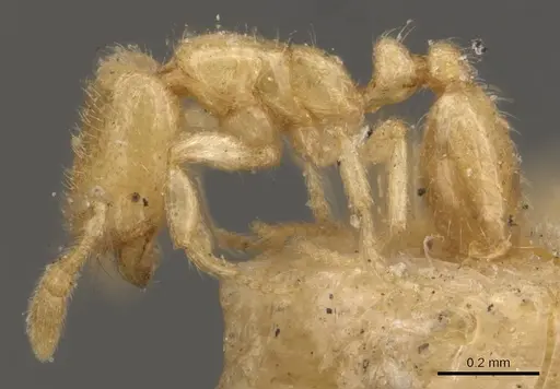 Solenopsis latro specimen CASENT0908862 image casent0908862_3