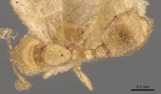 Solenopsis latro specimen CASENT0908863 image casent0908863_1