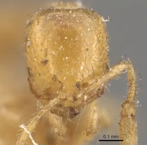 Solenopsis latro specimen CASENT0908863 image casent0908863_2