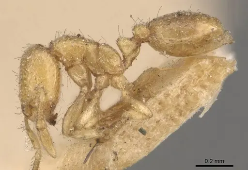 Solenopsis latro specimen CASENT0908863 image casent0908863_3