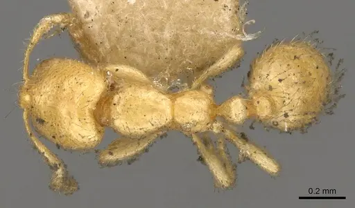 Solenopsis latro specimen CASENT0914170 image casent0914170_1