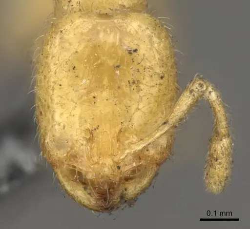 Solenopsis latro specimen CASENT0914170 image casent0914170_2