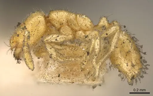 Solenopsis latro specimen CASENT0914170 image casent0914170_3
