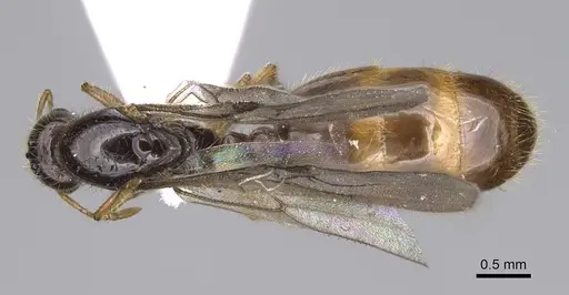 Solenopsis latro specimen CASENT0914245 image casent0914245_1