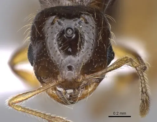 Solenopsis latro specimen CASENT0914245 image casent0914245_2