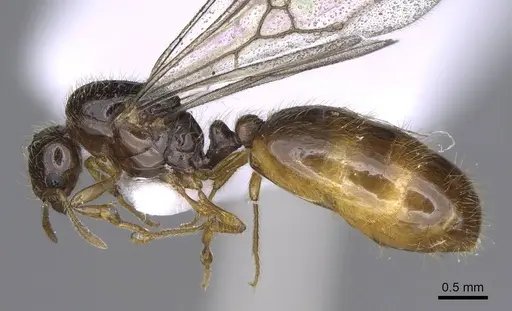 Solenopsis latro specimen CASENT0914245 image casent0914245_3