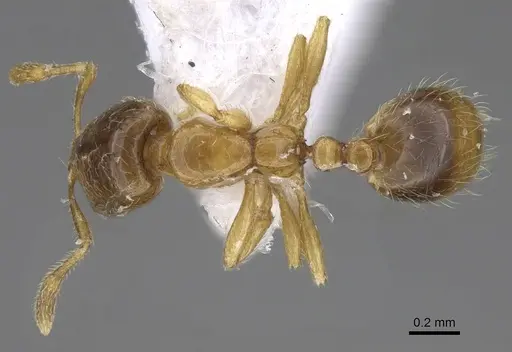 Solenopsis latro specimen CASENT0914246 image casent0914246_1
