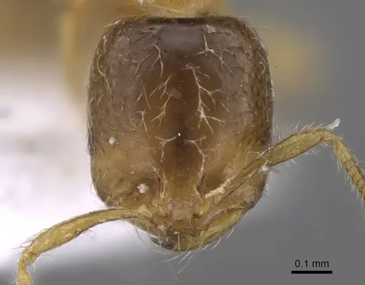 Solenopsis latro specimen CASENT0914246 image casent0914246_2