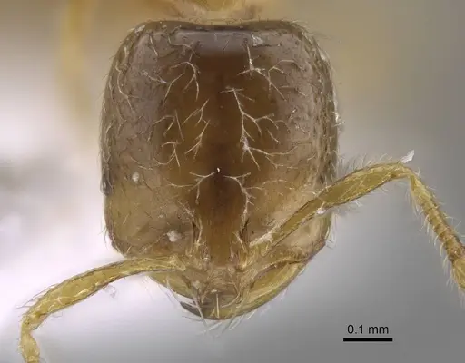 Solenopsis latro specimen CASENT0914246 image casent0914246_3