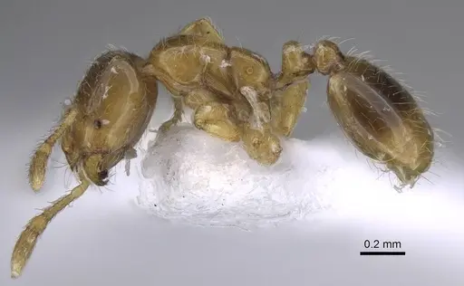 Solenopsis latro specimen CASENT0914246 image casent0914246_4