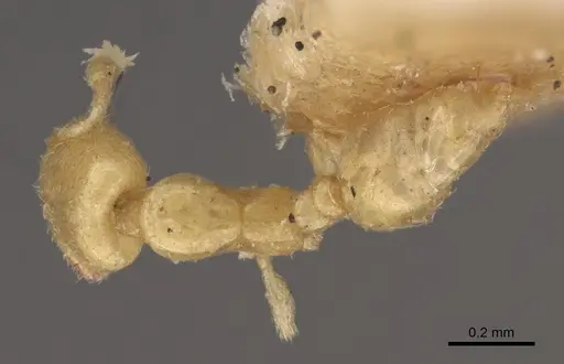 Solenopsis latro specimen CASENT0917820 image casent0917820_1