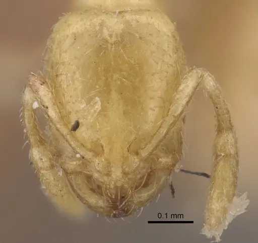 Solenopsis latro specimen CASENT0917820 image casent0917820_2