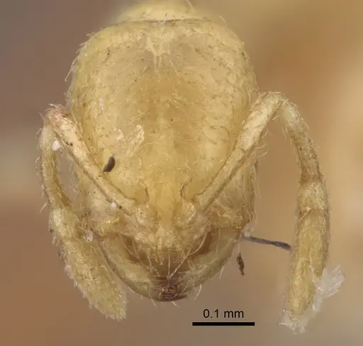 Solenopsis latro specimen CASENT0917820 image casent0917820_3