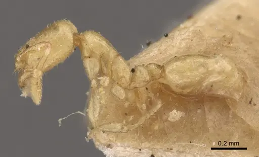 Solenopsis latro specimen CASENT0917820 image casent0917820_4