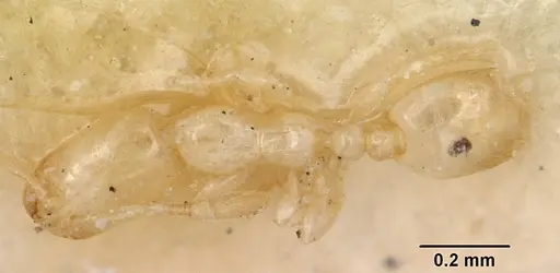 Solenopsis leptanilloides specimen CASENT0103202 image casent0103202_1